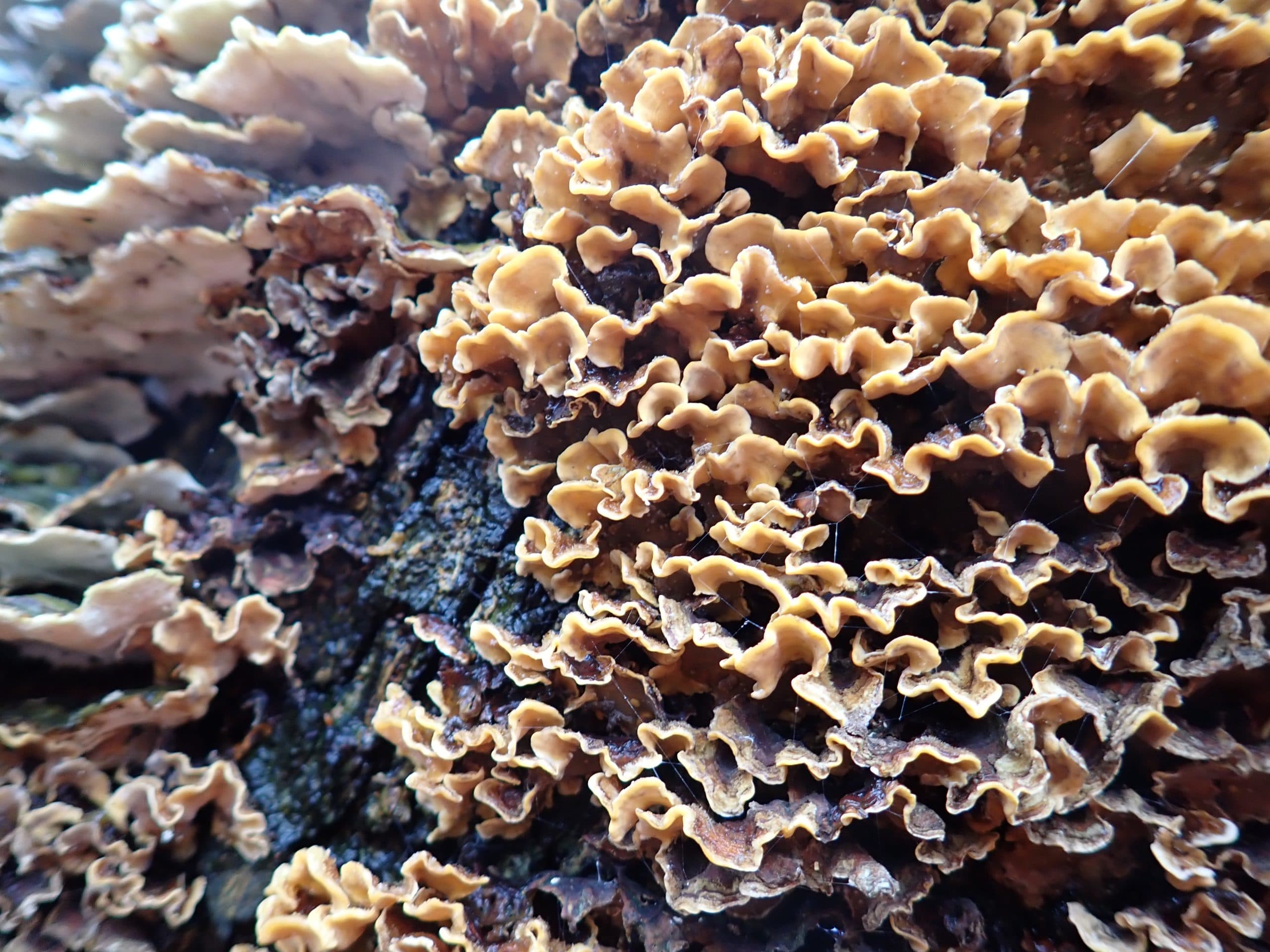 Make Your Own Fungi Three-Dimensional Collage