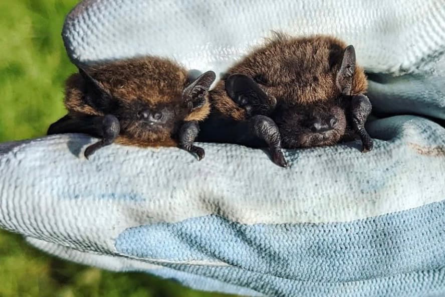 Bat Walk at Trebah Garden
