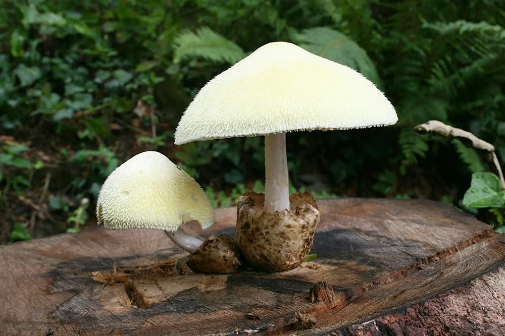 Fungi ID Workshop
